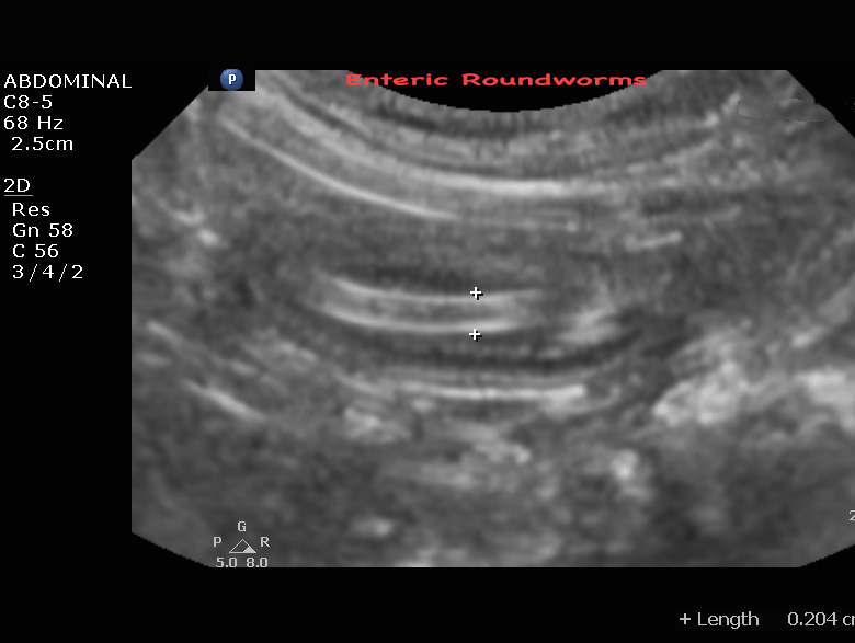 roundworm in cat intestine